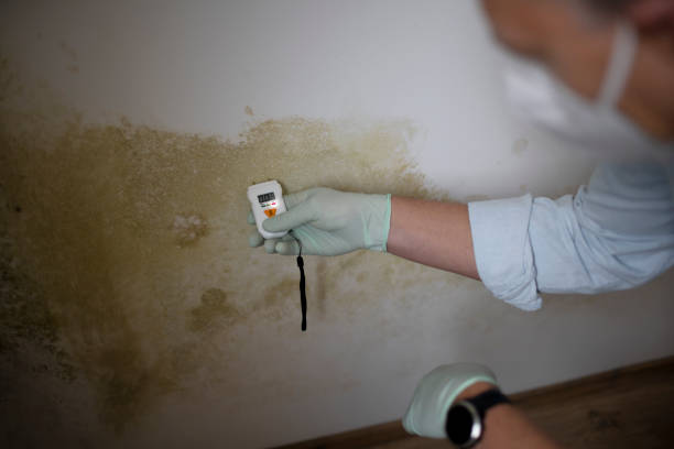 Best Asbestos and Lead Testing During Mold Inspection  in Parkwood, WA